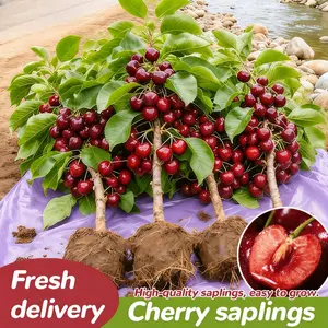 Cherry Live Plant Seedlings - Compact Fruit Tree Starter forGarden Beds, Patio Container Growing & Home OrchardPlanting, Dwarf Cherry Tree, Easy Care, Beginner-Friendlybonsai