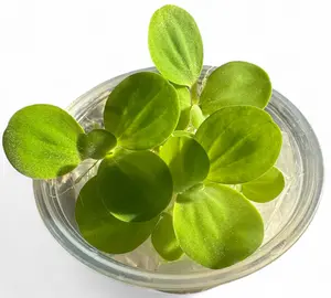 Water Lettuce – Live Floating Aquarium & Pond Plants (4 Pack)