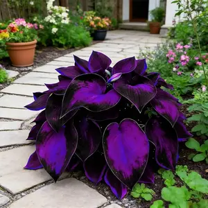 800 PCS Hosta Seeds for Creating Structured, Clean and Natural Garden Designs