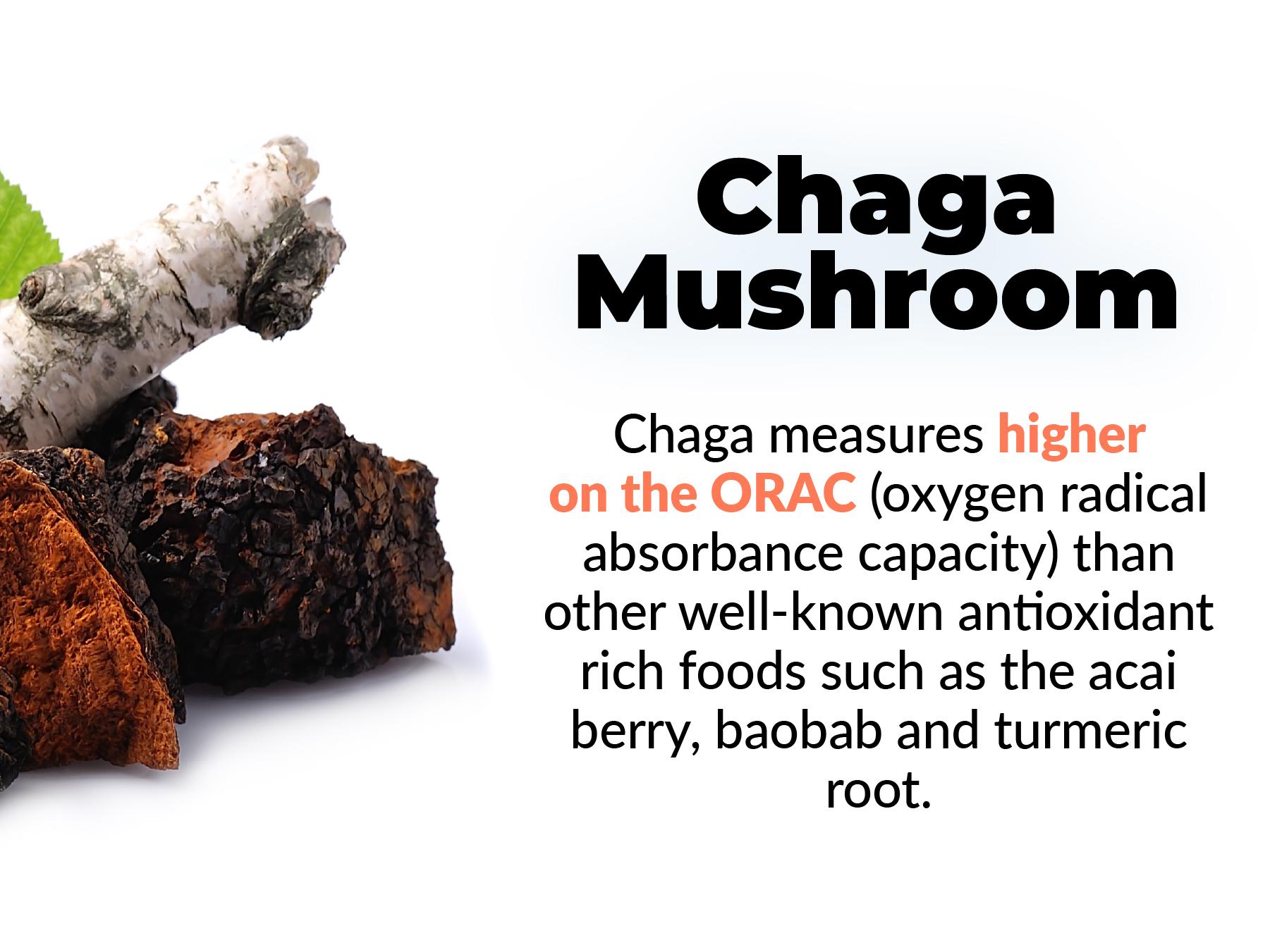 Nootropics Brain Memory and Focus Supplement by PUREHEALTH RESEARCH - Lions Mane, Shiitake, Chaga, Reishi Mushrooms Powder - Cognitive Health with Bacopa Monnieri and Gingko Biloba Extract, 1 Bottle Dietary Healthcare