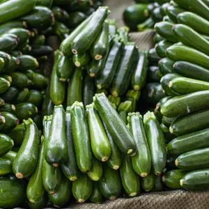 Fordhook Zucchini Summer Squash Seeds (Cucurbita pepo) Reliable bush zucchini producing smooth green fruits; highly productive and excellent for grilling, sautéing, and fresh harvests