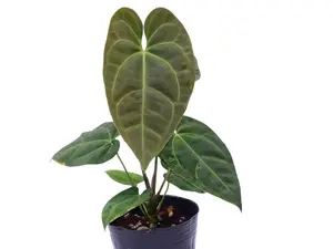 Anthurium Andean Green Moon
