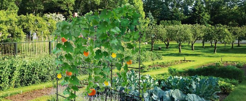 Tall Garden Arch Trellis for Climbing Plants Outdoor, 4/5/7/7.5 ft Tall Polyethylene-Coated Stainless Steel Garden Arch for Climbing Vine Vegetable/Fruit/Flower, Cucumber Trellis for Raised Bed, Black