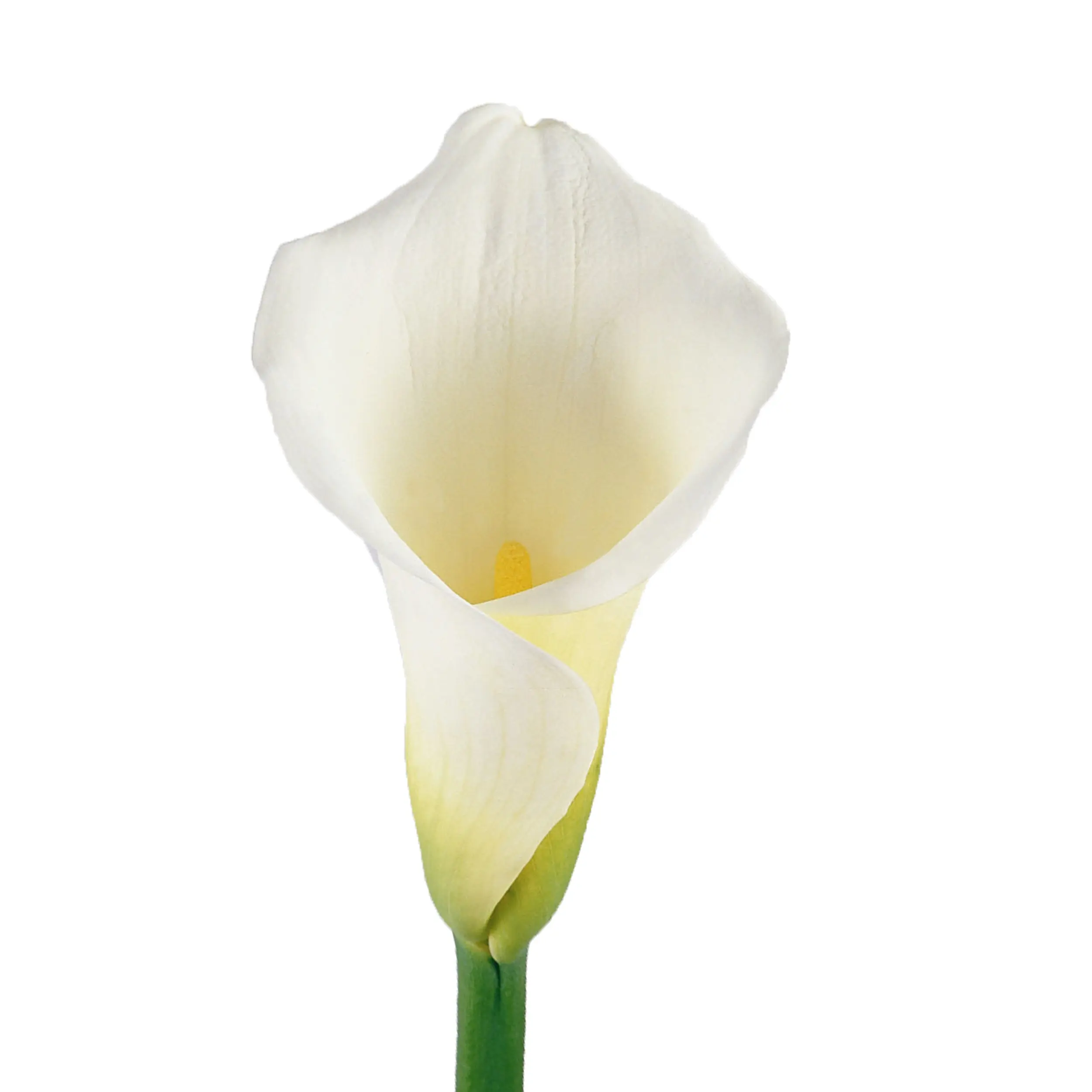 Standard White Calla Lilies