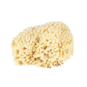 Baudelaire Wool Sponge Box - L