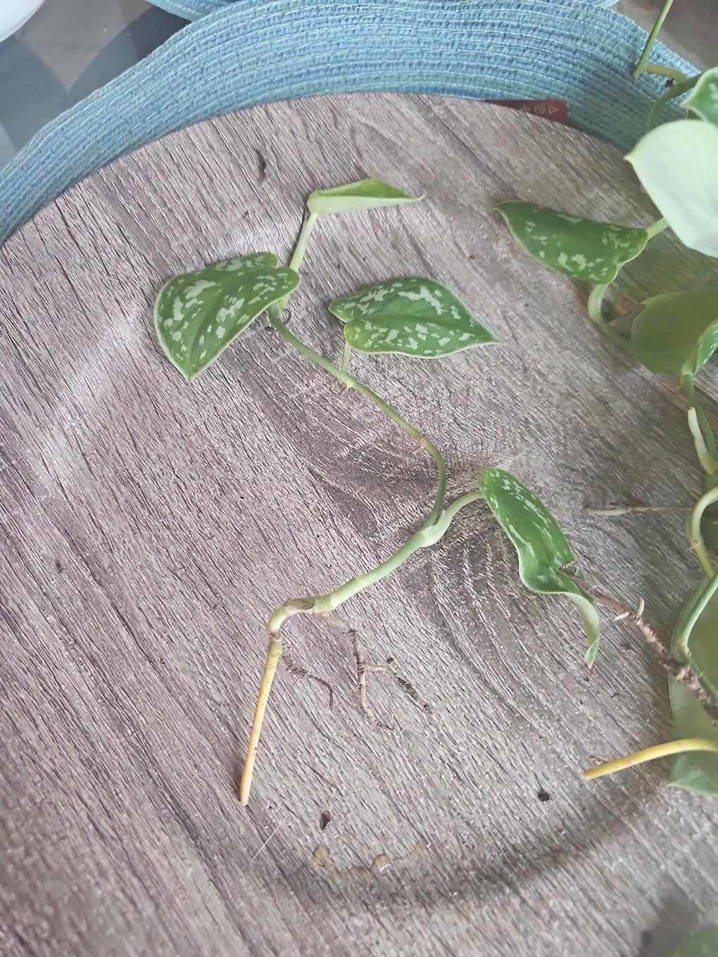 silver pothos rooted - free shipping