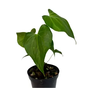 3" Anthurium Delta Force