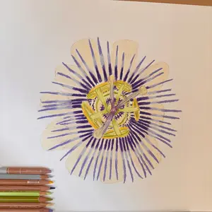 Passion Flower | Original Colored Pencil Drawing