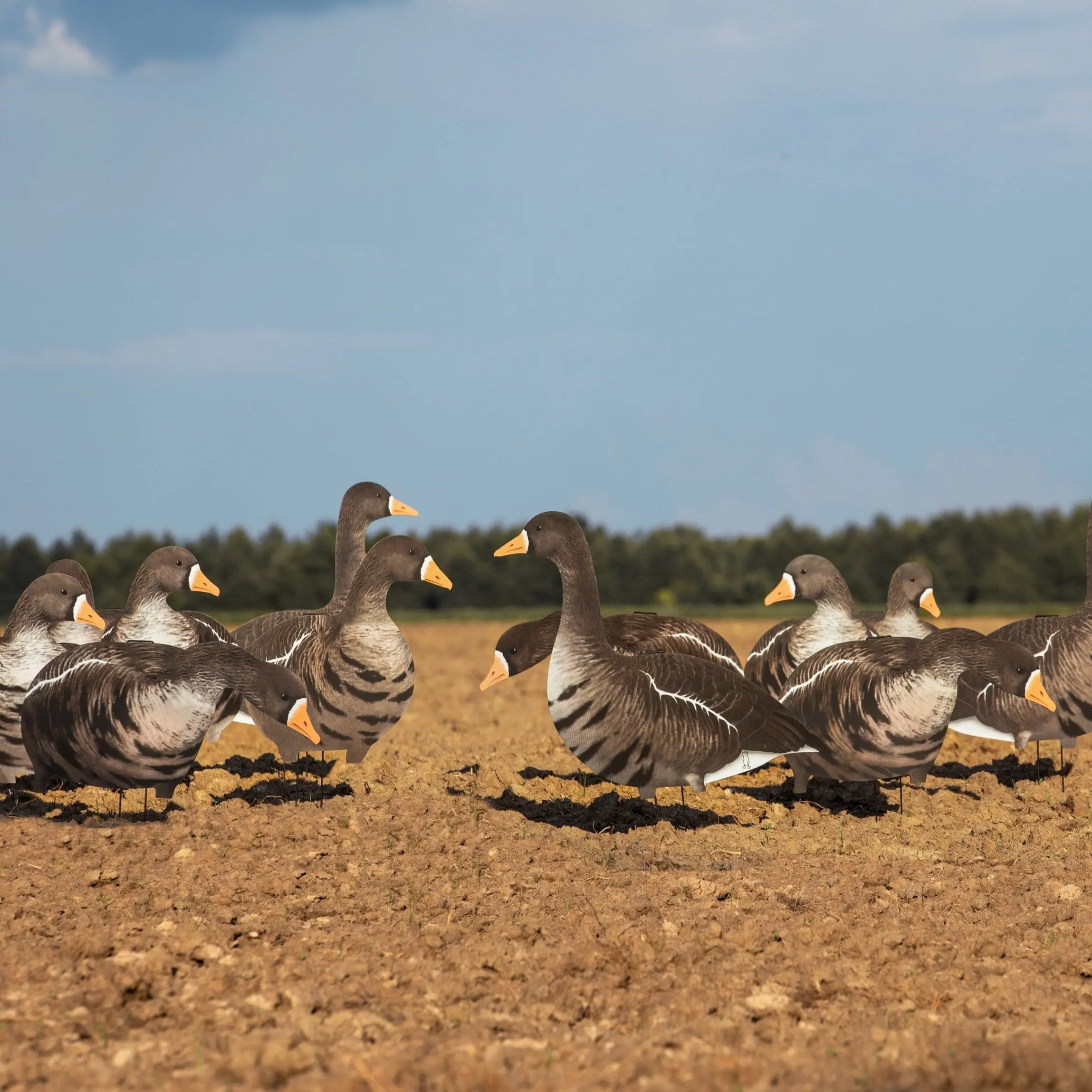 V2A Alternate Specklebelly Goose Silhouettes V2A Alternate Specklebelly Goose Silhouettes
