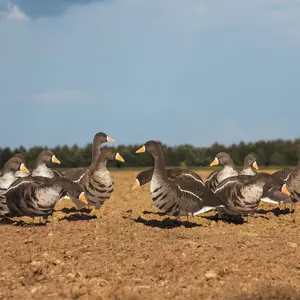 V2A Alternate Specklebelly Goose Silhouettes