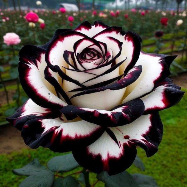 Mix Rose Seeds -  Open Pollinated Non-GMO Seeds for Planting Outdoors, Flower Bush & Perennial Shrub, 90% Germination Rate great gardening gift
