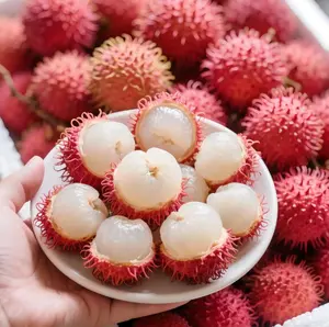 500+Rambutan Fruit Seeds – Exotic Tropical Tree Seeds, Easy to Grow, Indoor & Outdoor Planting, All Season Planting, Home Garden, Beginner Friendly