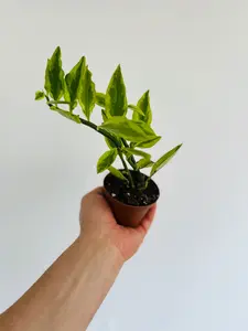 Euphorbia Pedilanthus 'Variegated' - Devil's Backbone - 3" Pot
