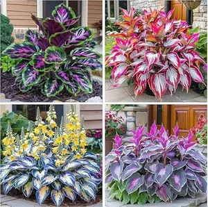 200 Perennial Mix Color Hosta Seeds for Planting in Outdoor Garden Hosta Plant Seeds Hosta Elegans Plantaginea Garden Perennial Flower Seeds Heirloom outdoorfun