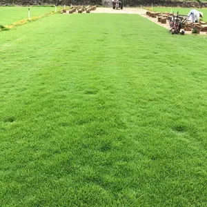 3000pcs Zoysia Grass Seeds for Lawn Planting – Lawn Turf Grass Seeds for Backyard Yards, Garden Landscapes, Outdoor Lawns and Home Landscaping Areas – Seeds Only, Not Live Plants