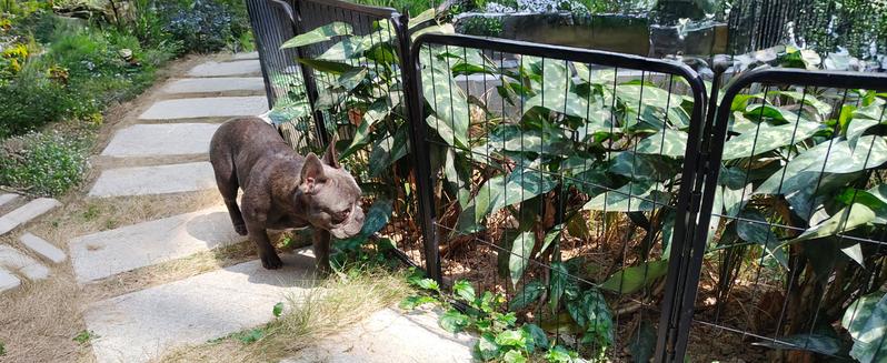 FXW Garden Fence Outdoor for The Yard, 24"/32"/40"/45" Height x 7.6-15.2ft Length, Heavy Duty Metal Animal Barrier for Dog and Rabbit, Decorative Dog Fence, 4/6/8 Panels