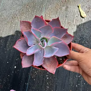 Echeveria Afterglow plant 6 in pot succulent