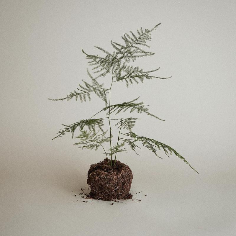 Paul Mitchell Tea Tree Lavender Mint Moisturizing Shampoo 300ml Hydrating Calming Scented Haircare Cleanser Moisture Hydrate Aroma Moisturizer Conditioner Cleansing