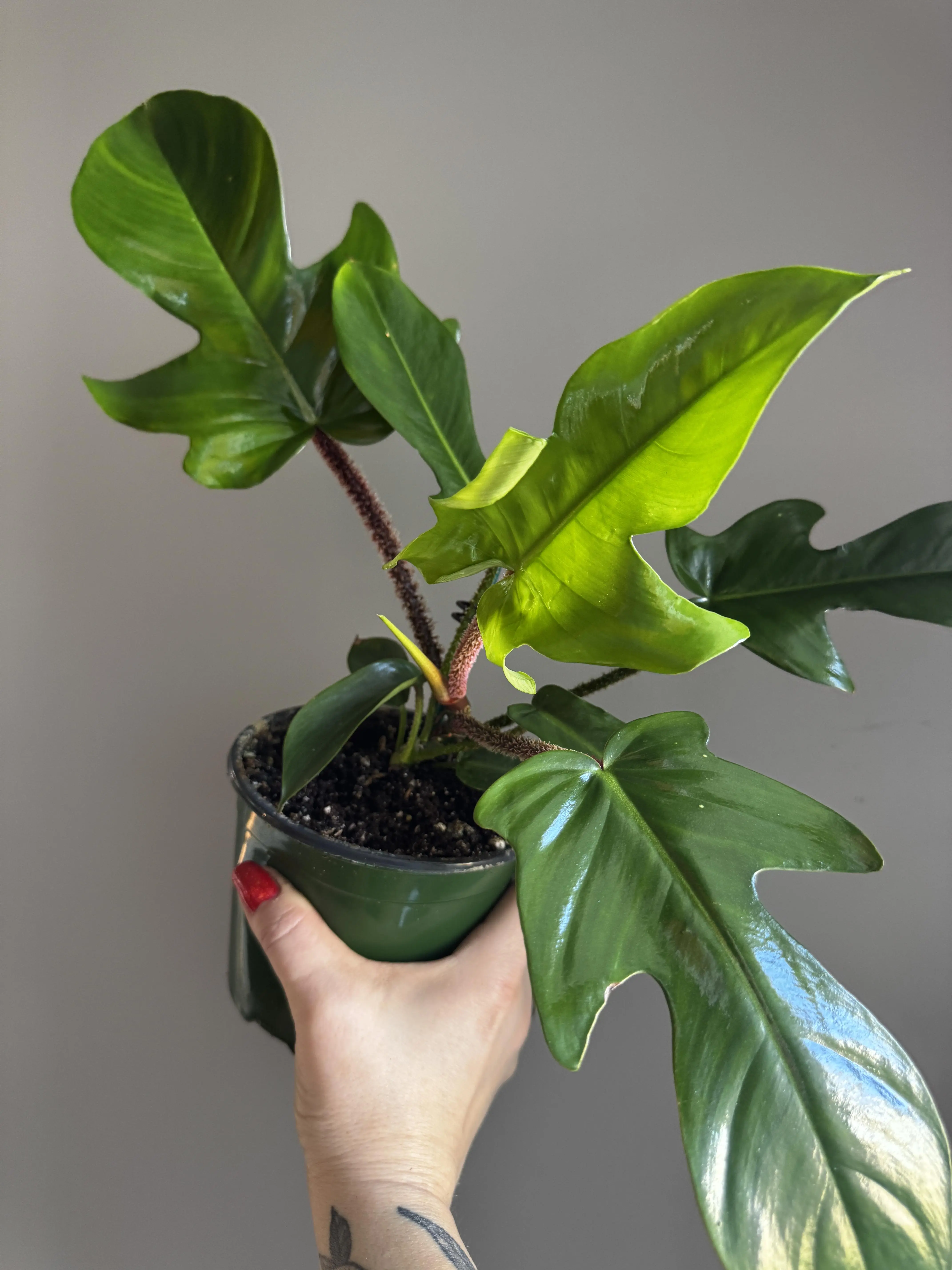 Philodendron Squamiferum Live Indoor Plants