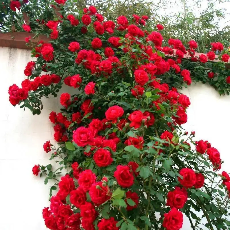 (Buy 1 Get 1 Free)300 Pcs Climbing Roses – Mixed-Color Variety, Perfect for Outdoor Borders, Pergolas & Fences, Hardy Perennials That Bloom Year After Year