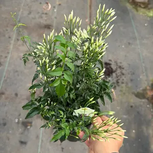 White Jasmine 4 inch pot plant