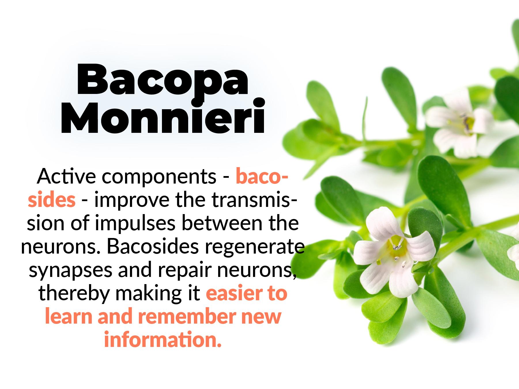 Nootropics Brain Memory and Focus Supplement by PUREHEALTH RESEARCH - Lions Mane, Shiitake, Chaga, Reishi Mushrooms Powder - Cognitive Health with Bacopa Monnieri and Gingko Biloba Extract, 1 Bottle Dietary Healthcare