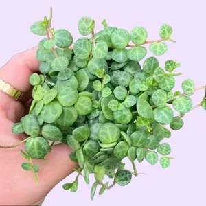 Peperomia Turtles in Pot | Easy Care Indoor Trailing Plant | Cute Small Houseplant Gift