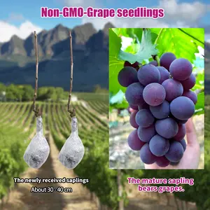 Grape Vine Plant for Backyard Outdoor Gardening, Easy to Grow Fruit Vine for Home Garden