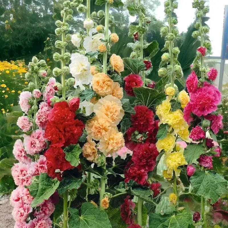 [Promise: Germinate or Refund]500pcs Double Hollyhock Seeds 'Radiant Rose’ - Mixed Colors, Non-GMO Heirloom, Hardy Biennial for Vibrant & Tall Blooms Plant Garden Outdoor Flower Pot Decorative Tulip
