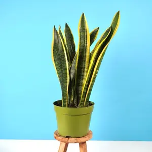 XL Sansevieria Laurentii - 6” Pot
