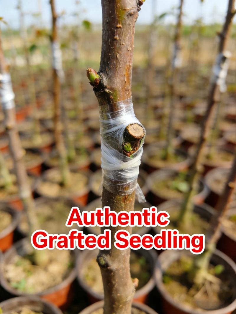 Heirloom Non-GMO Sugar Apple Seedlings – Compact Starter Fruit Trees for Gardens, Containers, and Home Orchards