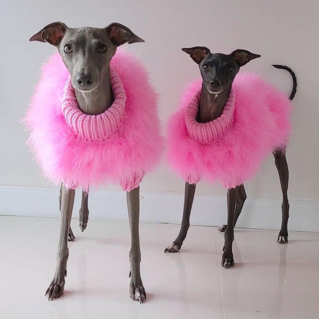 Haute Couture Feathered Luxury Pet Sweater Winter Warm Soft Fluffy Coat for Small Medium Dogs & Cats in Blue and Pink Size S M L XL