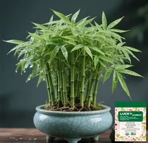 Lucky Bamboo Cypress Seed  - Live Indoor Houseplants for Home Decor,  Bamboo Plant, Indoor Low Light Plants, Feng Shui