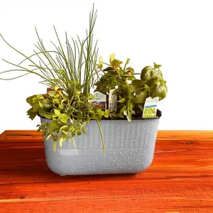 Affordable GROW24 Indoor Herb Garden growing Kit, Including Organic Basil, Chives, Parsley, Three variety planter with White, Blue and Green Colors, Added 4 Circle Growth Lights
