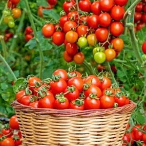 Fast Growing Super Sweet Tomato Seeds 103pcs Heirloom Variety Indoor Outdoor Garden Spring Planting Home Sowing High Yield Tasty Easy Grow Tomatoes