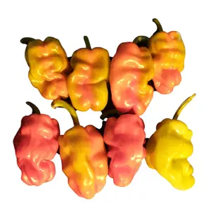 Dragons Toe Pepper- 20 Seeds