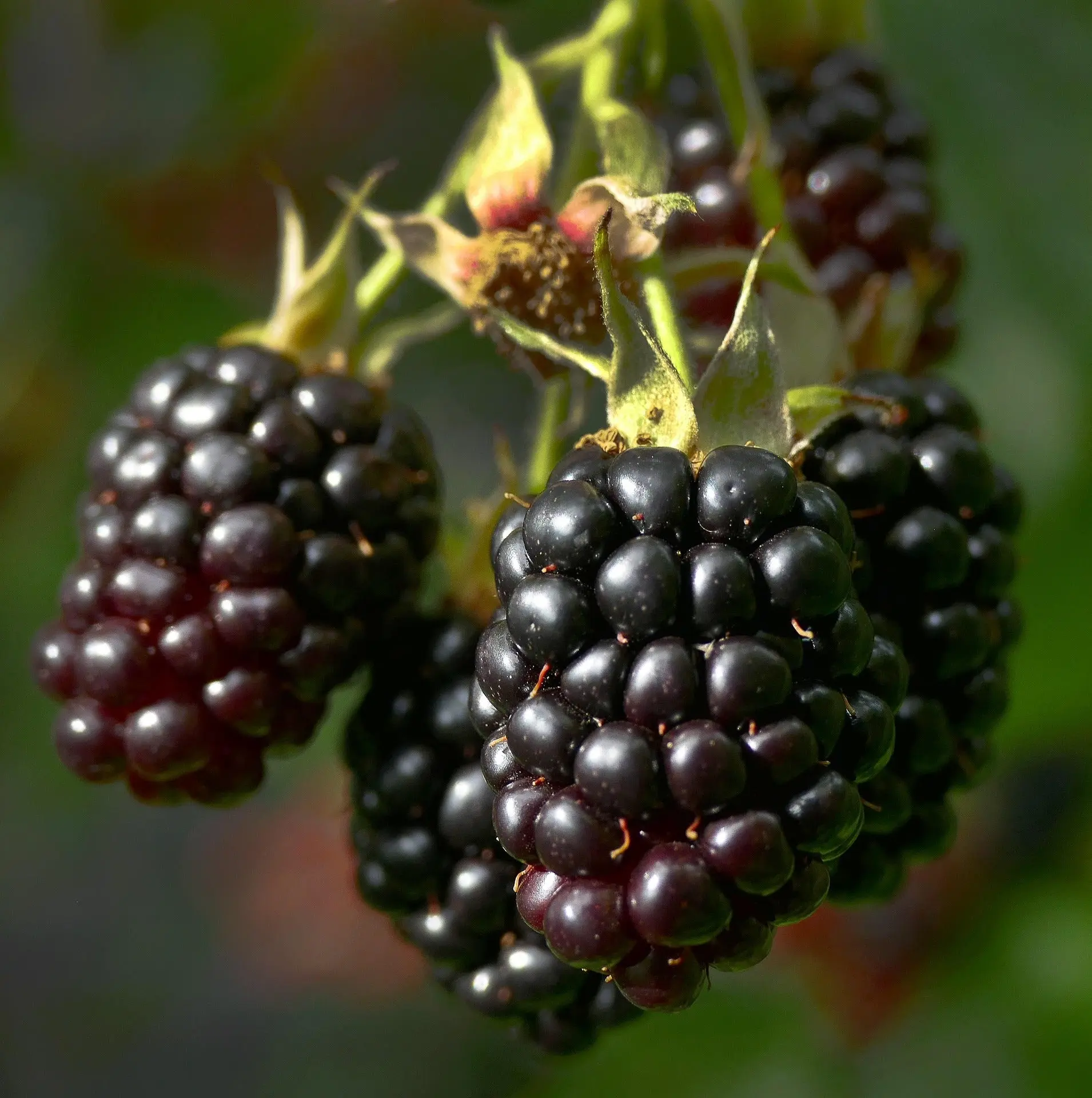 Caddo Blackberry Plug Plants – Thornless Early-Season Variety | Large, Sweet & Juicy Berries | High Yield & Disease Resistant | Hand Picked Nursery