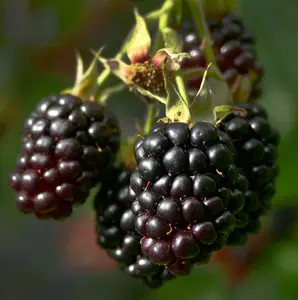 Caddo Blackberry Plug Plants – Thornless Early-Season Variety | Large, Sweet & Juicy Berries | High Yield & Disease Resistant | Hand Picked Nursery