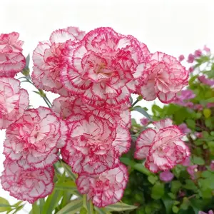 Carnation Seeds - 1000 seeds to create a vibrant cut flower garden, a perfect gift for ladies, and an ideal choice for DIY bouquets | Ships from the USA