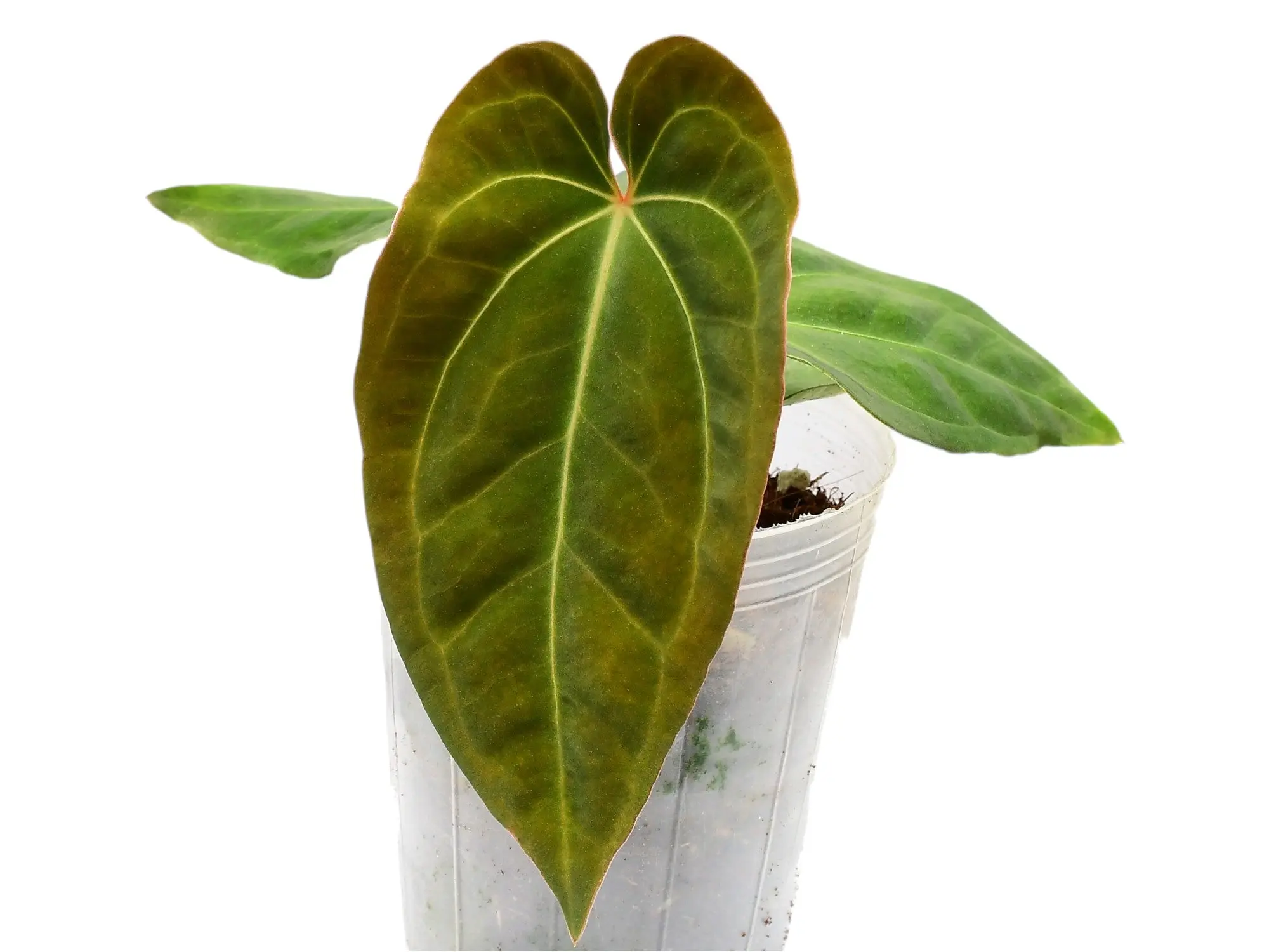 bogenhanf katzen Bogenhanf (Sansevieria Zeylanica) in grtnerischer Qualitt kaufen