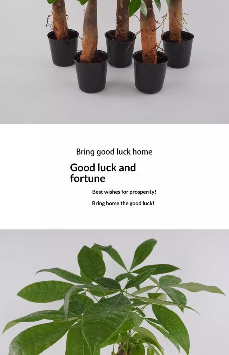 Prosperity Money Tree - Pest-Free Evergreen Plant with Undamaged Stems, High Plasticity Bonsai Suitable, Ideal Gift for Relatives & Beginners (Indoor/Office Use)