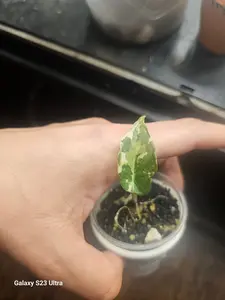 Alocasia Pink Black Velvet CORMS