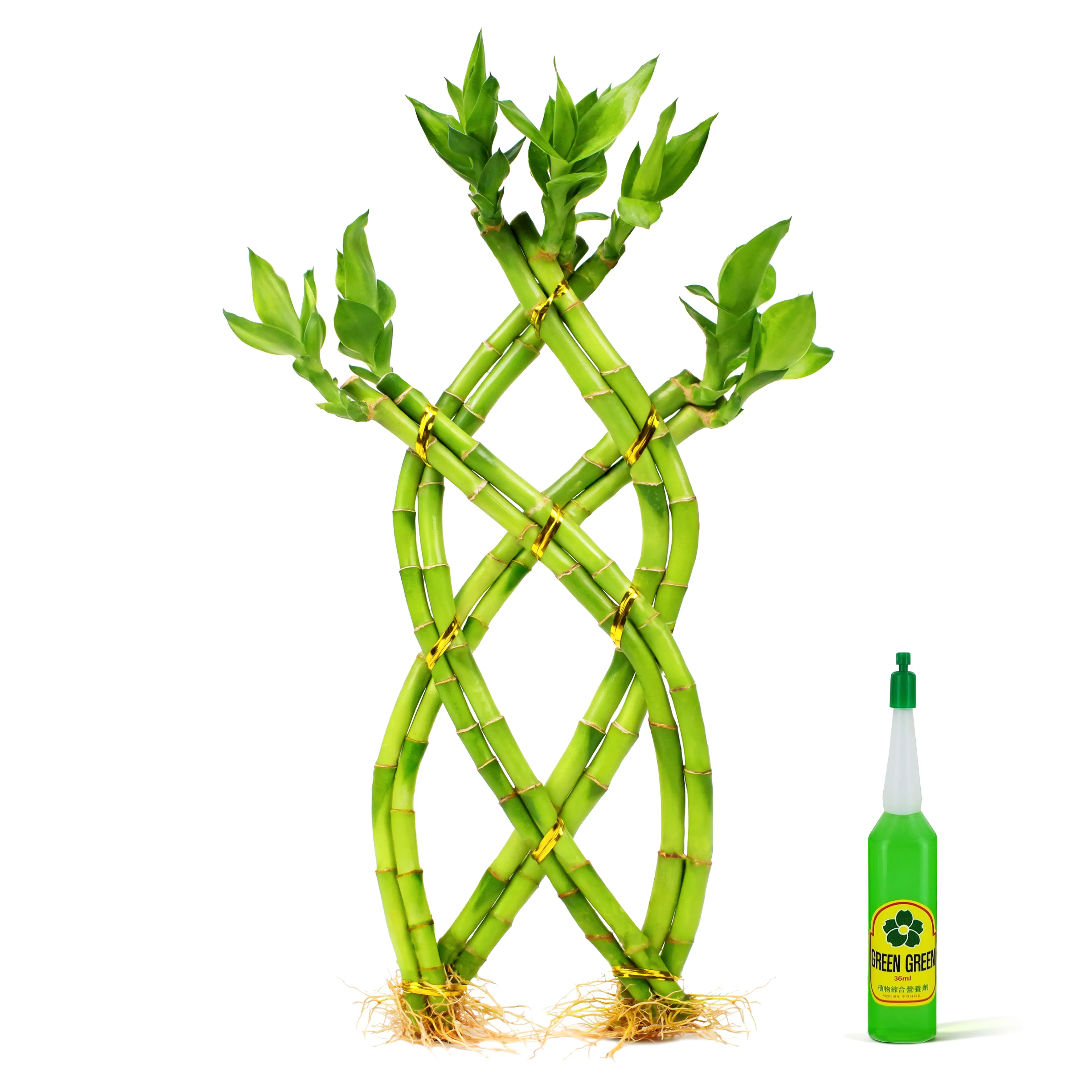 12" Braided Lucky Bamboo (8 Stalks) Live Indoor Plant - Easy Care Hydroponic Decor (Nutrient Included)