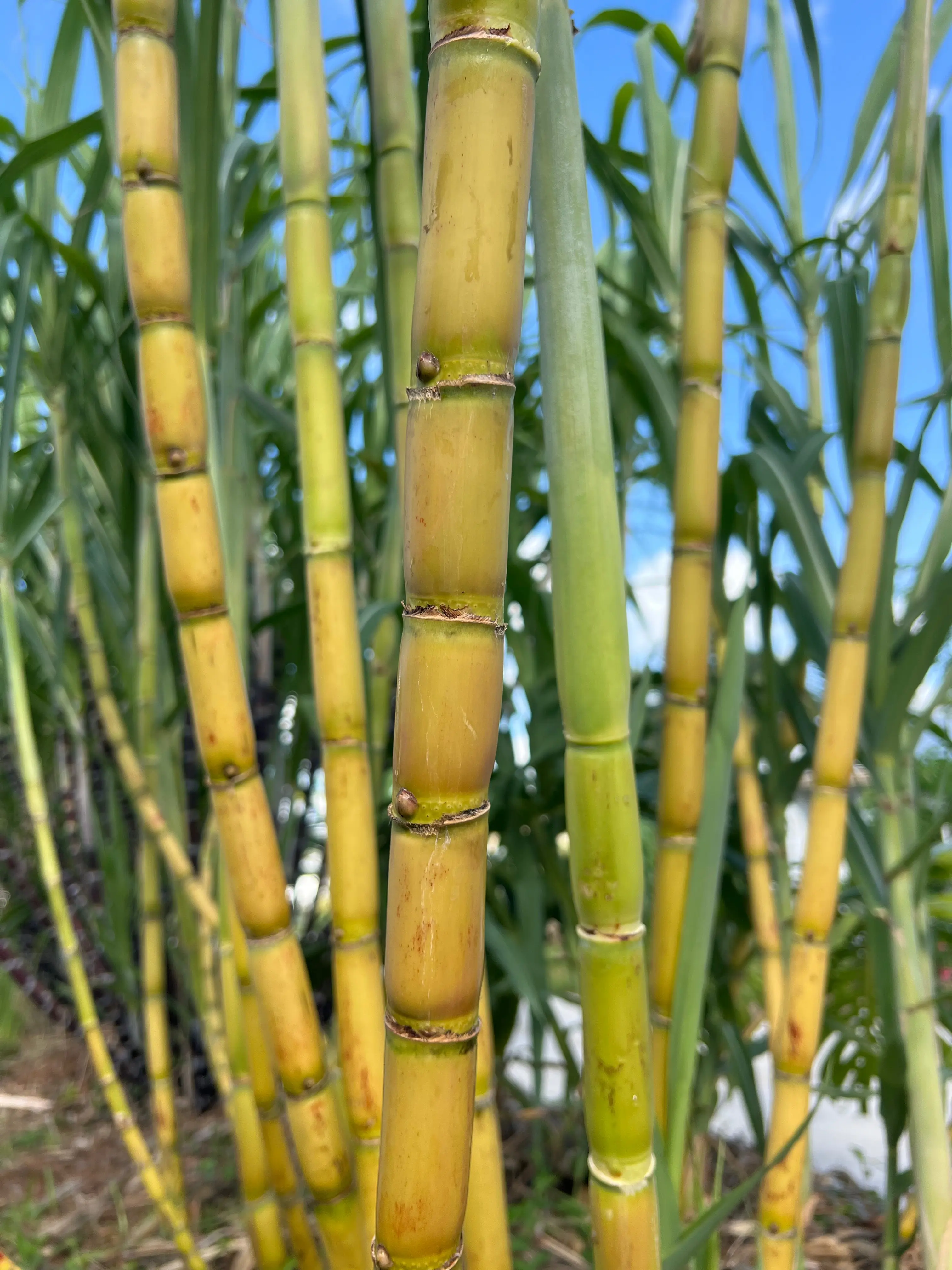 Homeowner Green Sugarcane Cuttings Homeowner Green Sugarcane Cuttings