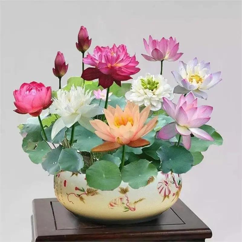 20 Mixed Color Bonsai Lotus Seeds for Ornamental Ponds & Home Planting - Easy to Plant, All Seasons, Open Mouth Bowl Variety