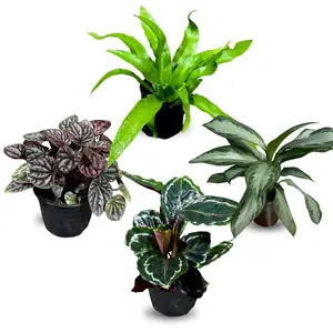 Live Indoor Plant Assortment - Set of 4 in 4” Pots - Mystery Plant Bundle Box - Monstera, Snake Plant, ZZ & More - Easy Care Low Light Houseplants