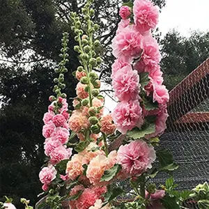 100+ Hollyhock Seeds Carnival Mix Giant Mallow Double Hollyhock Flowers Seed Perennial Outdoor Home Garden Flower