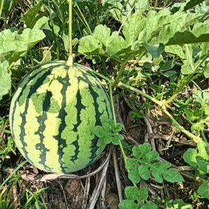 50 PCS Watermelon Seeds, Lazy Man's Watermelon, for Planting Heirloom and Non GMO , Seeded Watermelon, Nutritious, Can be Replanted Every Year,