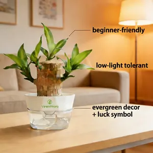 Brazilian Wood | Easy-to-care-for indoor plant | Suitable for beginners, home and office