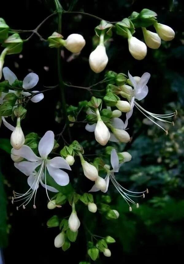 Trailing Jasmine Seeds – High Germination, Fragrant Blooms, Easy to Grow, Long-Lasting Aroma, Perfect for Home Gardens, Balconies & Indoor Pots
